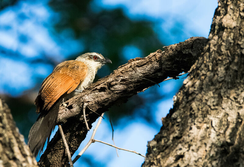 Coucal à sourcils blancs