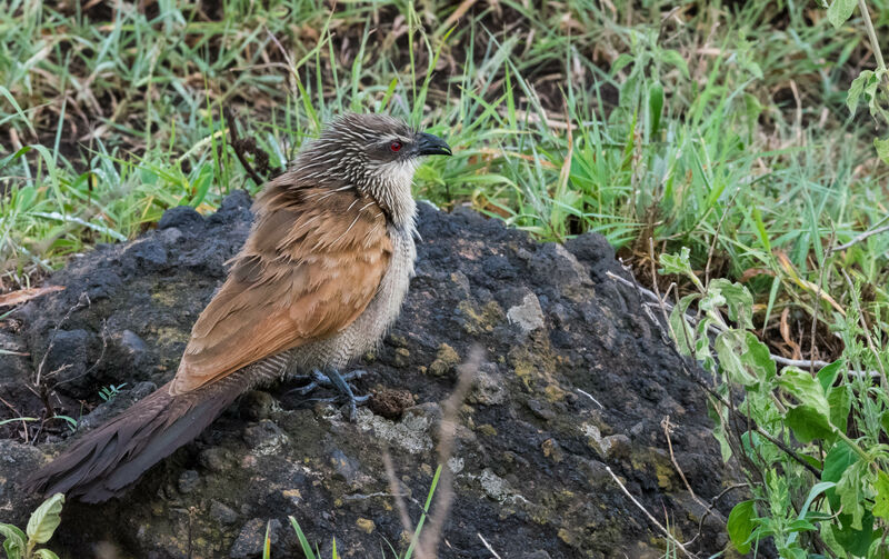 Coucal à sourcils blancs