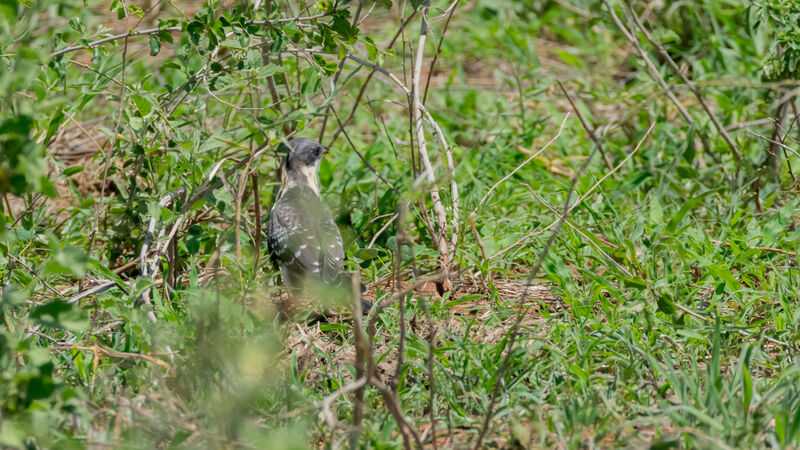 Great Spotted Cuckoo