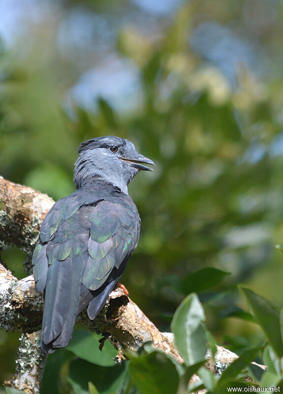 Cuckoo-roller