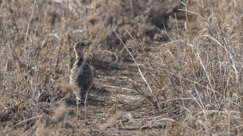 Double-banded Courser