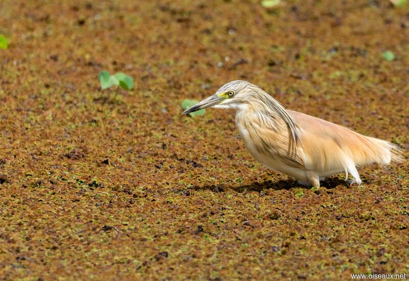 Squacco Heron