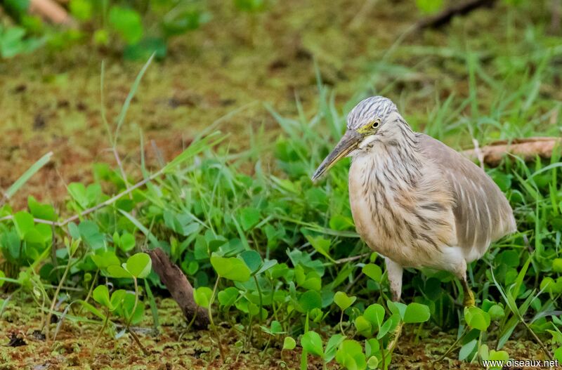 Squacco Heron