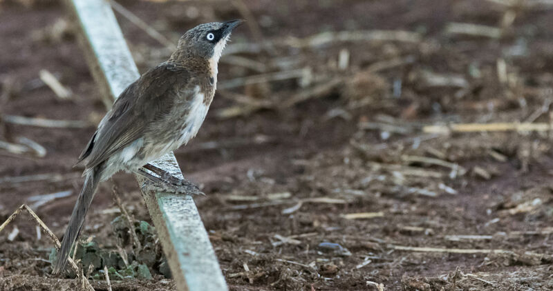 Northern Pied Babbler