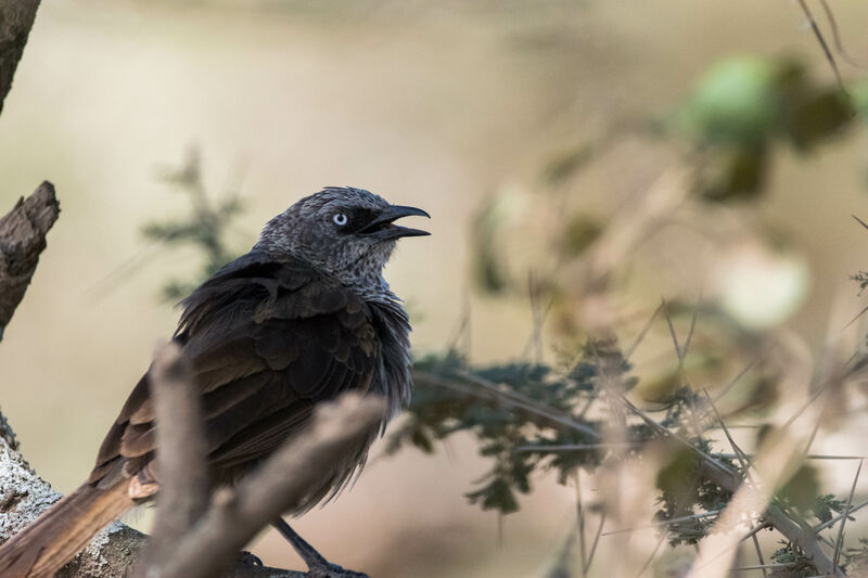 Black-lored Babbler