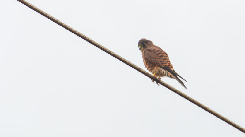 Malagasy Kestrel