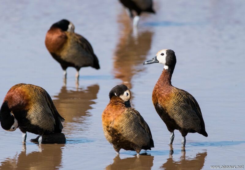 White-faced Whistling Duck