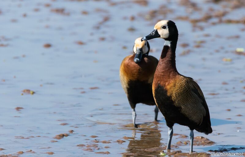 White-faced Whistling Duck