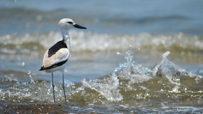 Crab-plover