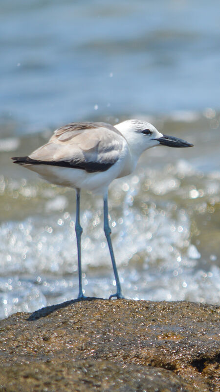 Crab-plover