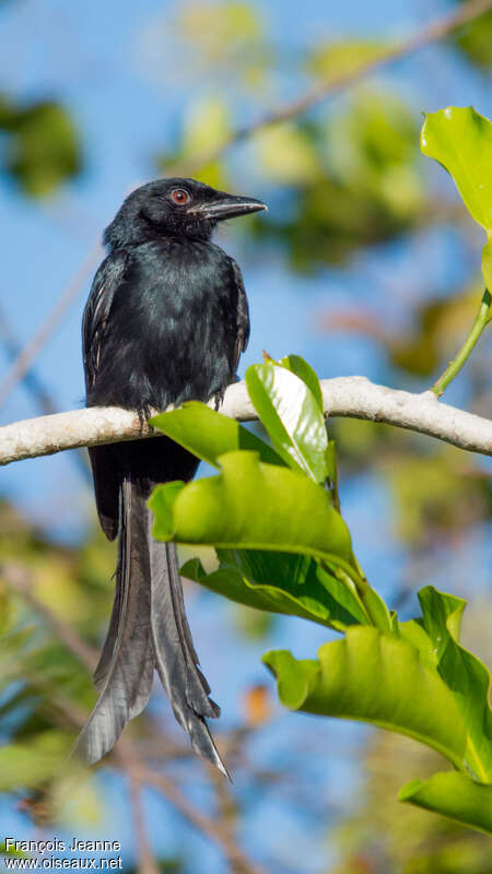 Mayotte Drongo, identification