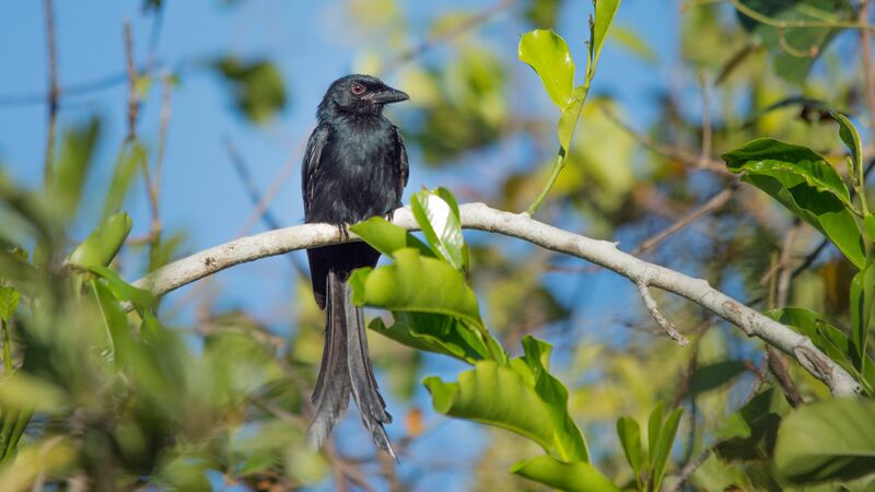 Mayotte Drongoadult, habitat