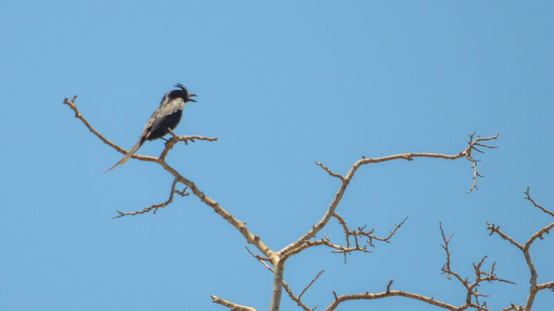 Crested Drongo