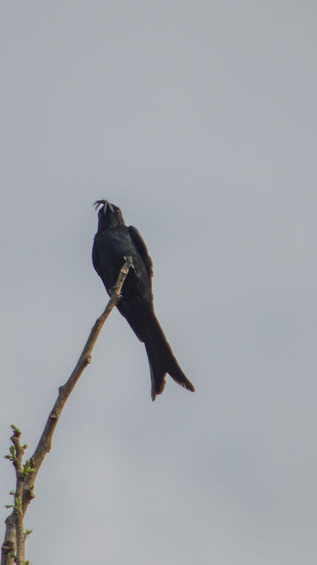 Crested Drongo