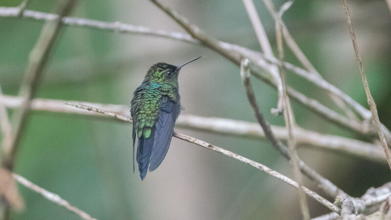 Fork-tailed Woodnymph male