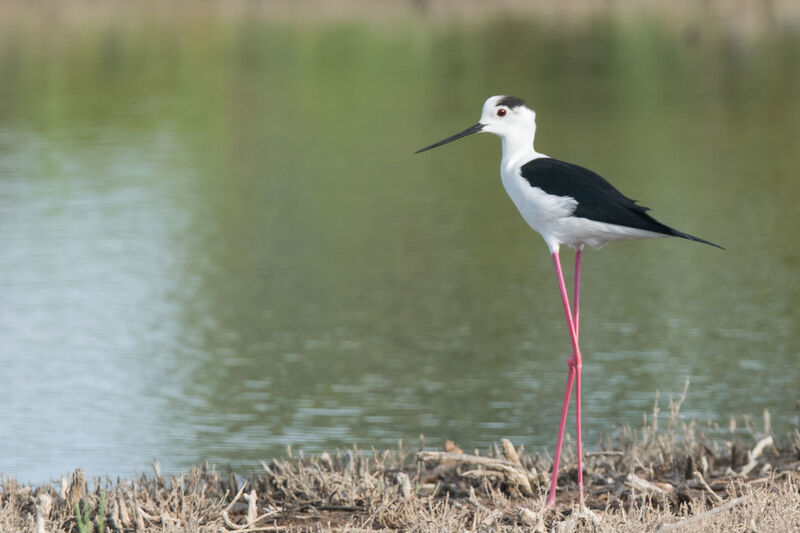 Black-winged Stilt