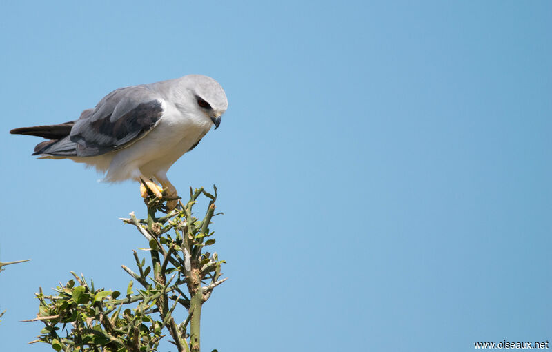 Black-winged Kite