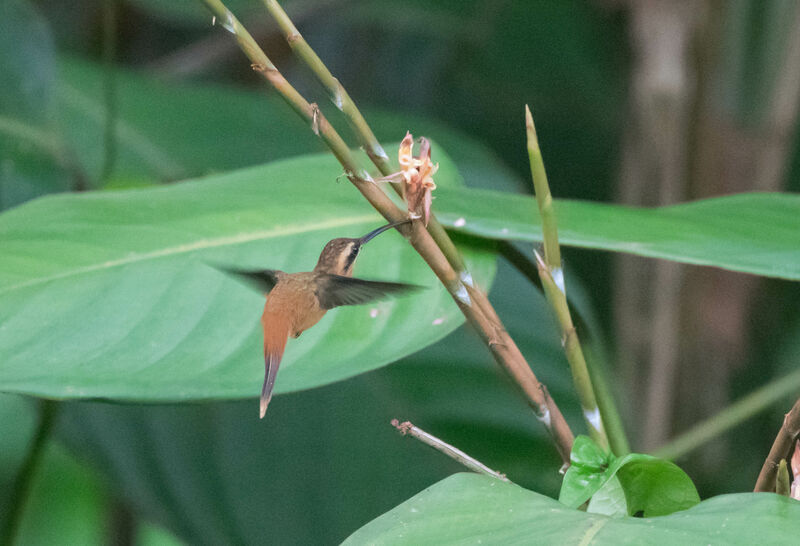 Reddish Hermit