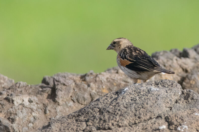 Fan-tailed Widowbird