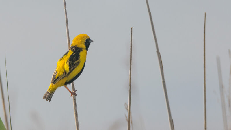 Yellow-crowned Bishop