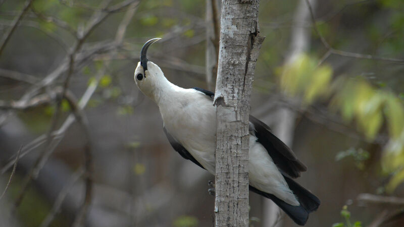 Sickle-billed Vanga