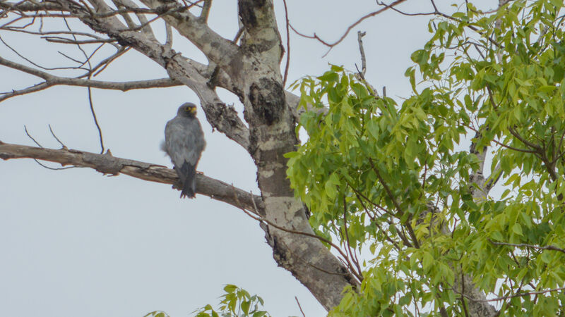 Sooty Falcon