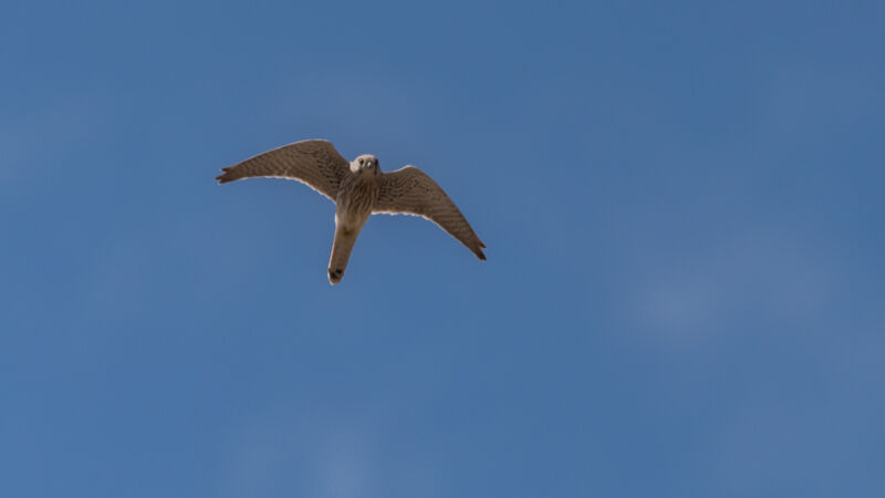 Common Kestrel female