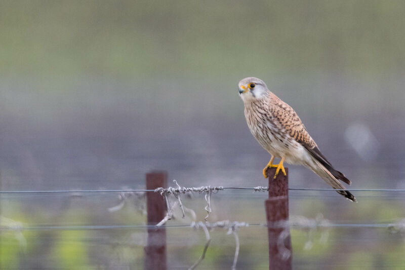 Common Kestrel female adult