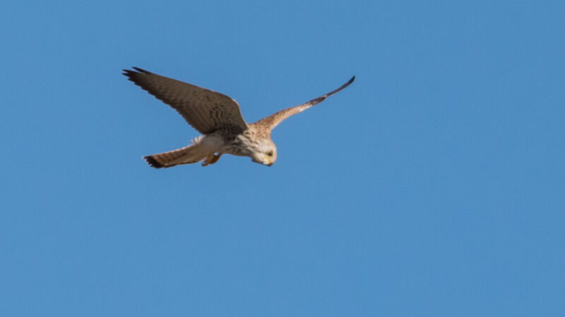 Lesser Kestrel