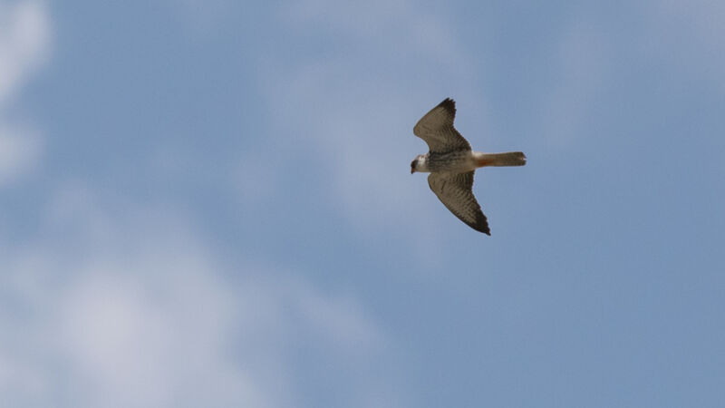 Amur Falcon female