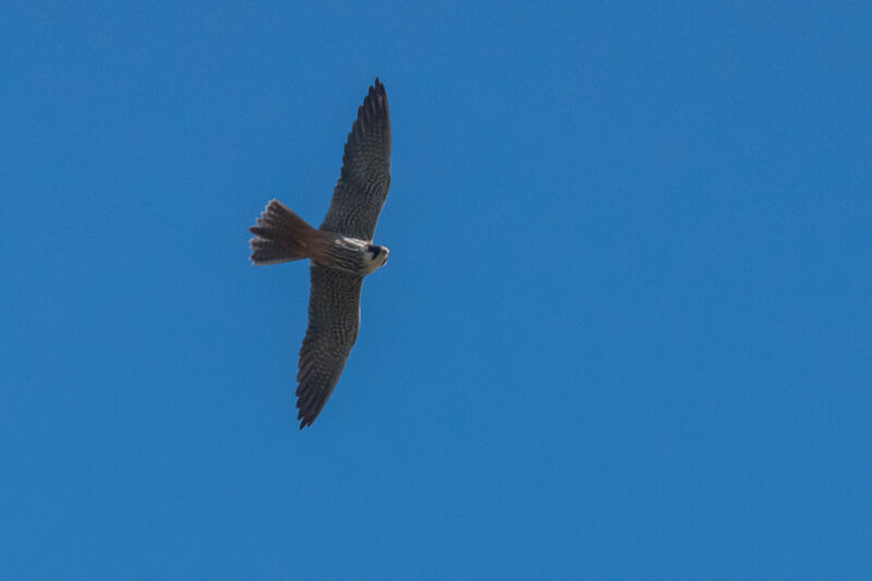 Eurasian Hobby