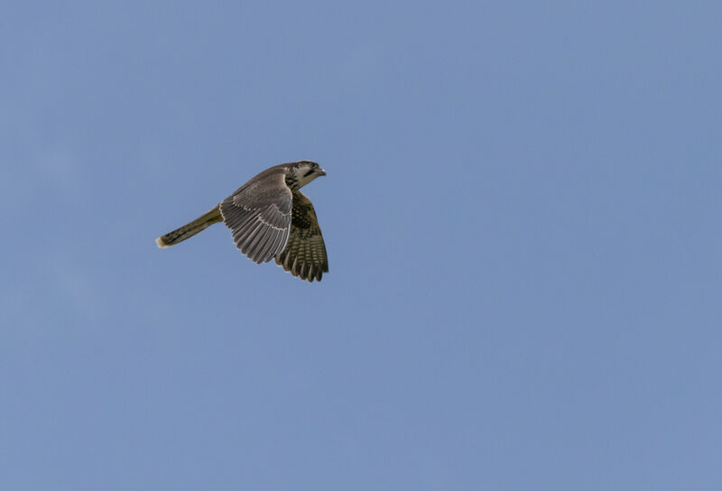 Lanner Falcon