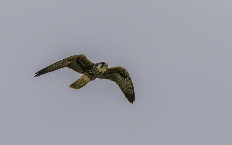 Lanner Falcon