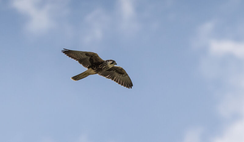 Lanner Falcon