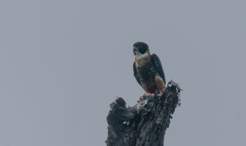 Orange-breasted Falconimmature