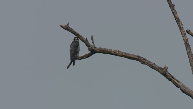 Peregrine Falcon