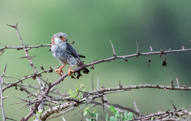 Pygmy Falcon