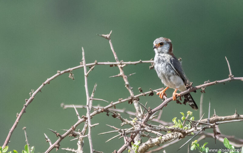 Pygmy Falcon