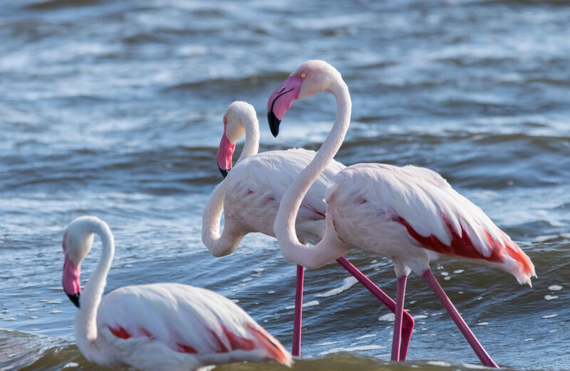 Greater Flamingo