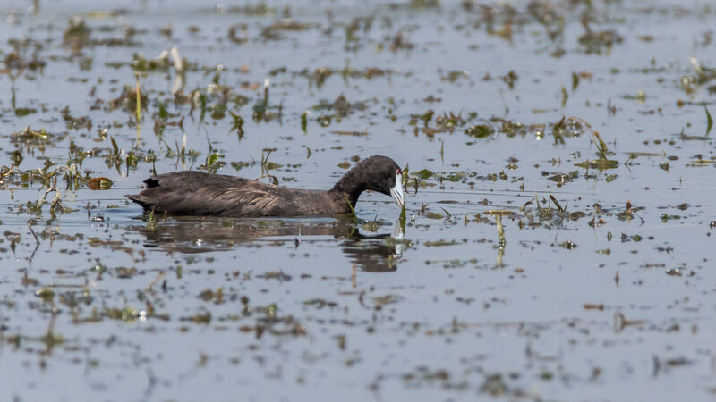 Red-knobbed Coot