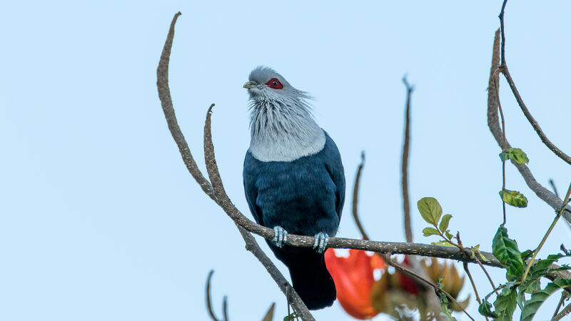 Comoros Blue Pigeon