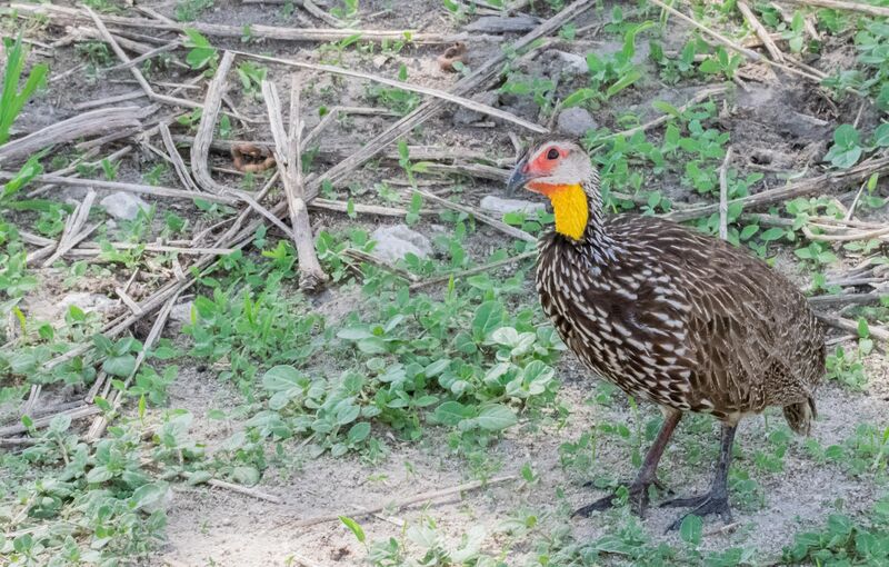 Francolin à cou jaune