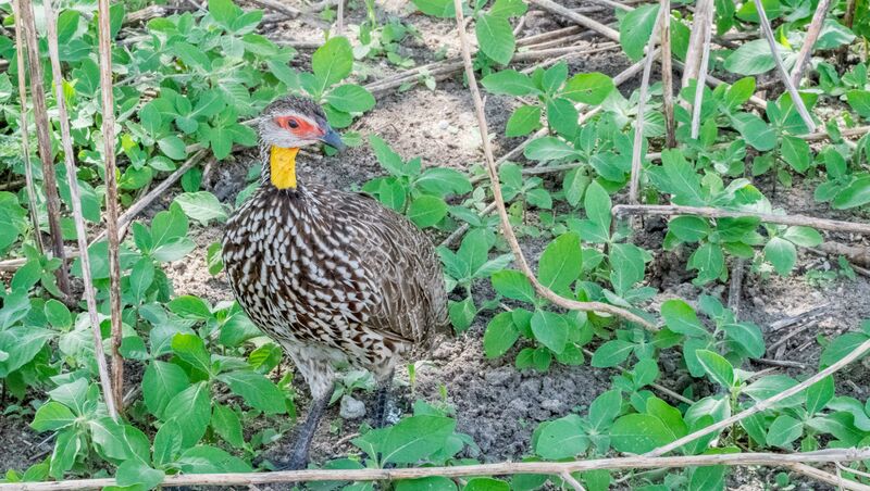 Francolin à cou jaune