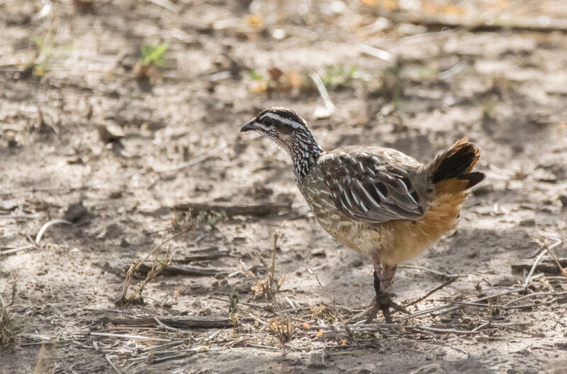 Crested Francolin