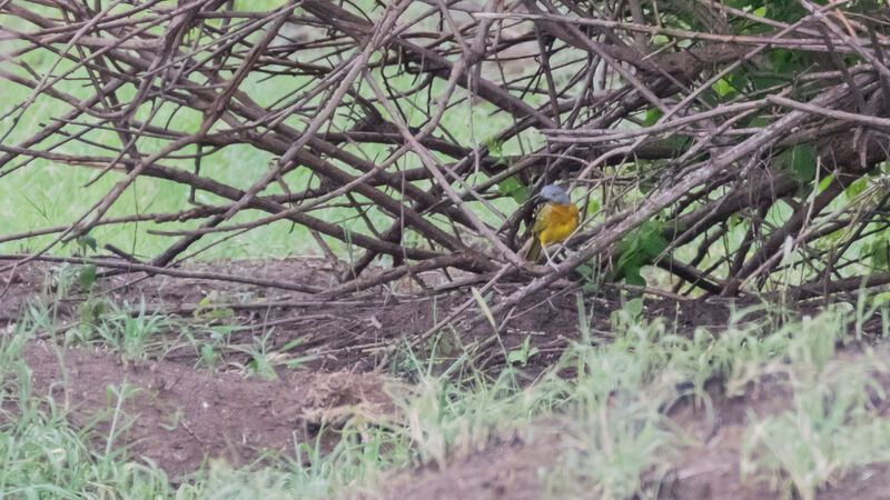 Grey-headed Bushshrike