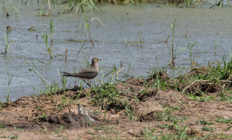 Black-winged Pratincole