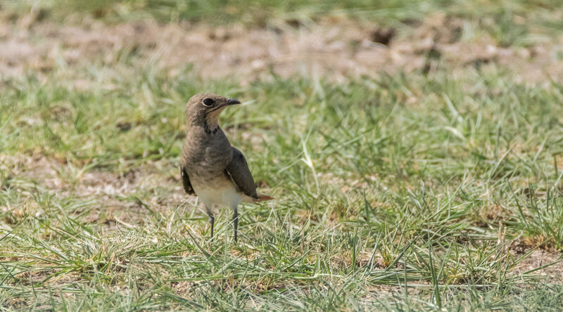 Collared Pratincole