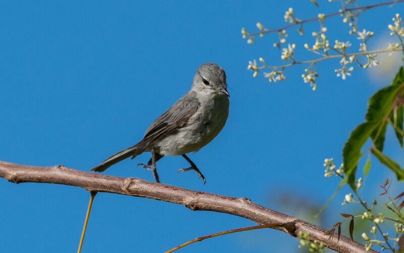 Ashy Flycatcher