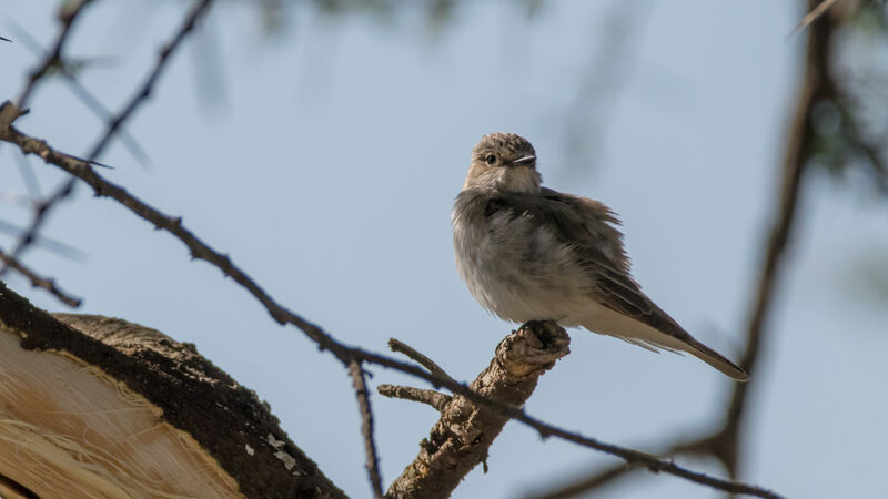 Spotted Flycatcher