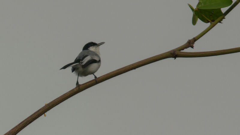 Tropical Gnatcatcher male